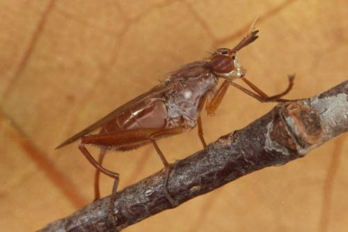 Sepedon spinipes