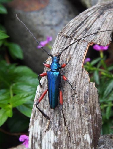 Philematium virens