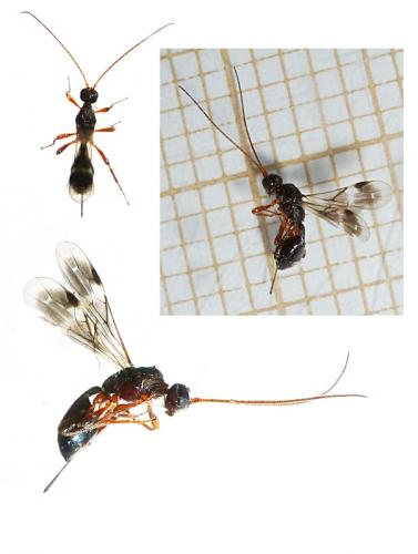 Spathius sp.