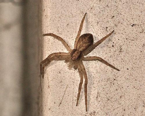 Philodromus dispar