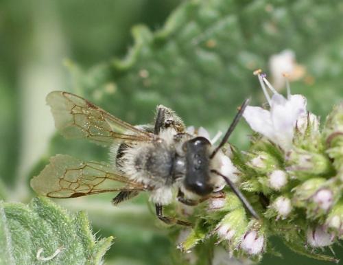 Andrena sp.