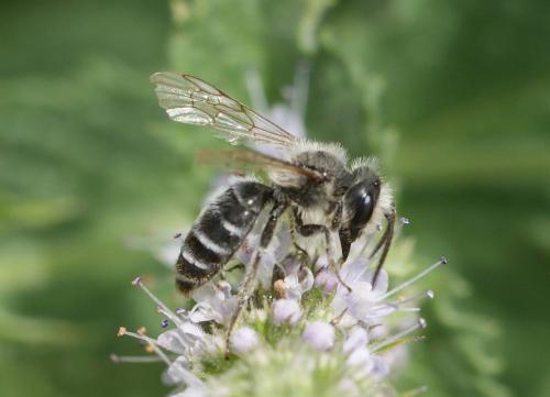 Andrena sp.