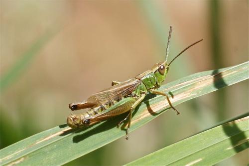 Réf. 112 463 : Pseudochorthippus parallelus