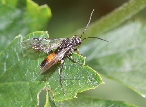Réf. 112 786 : Nematus sp.