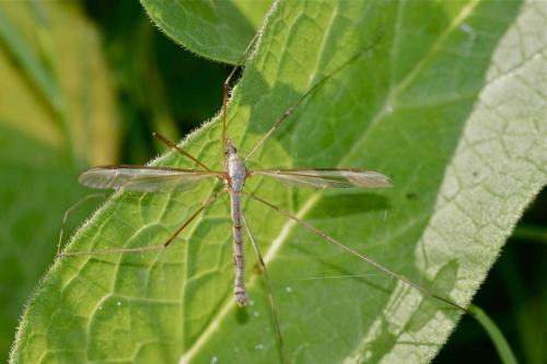 Tipula sp.