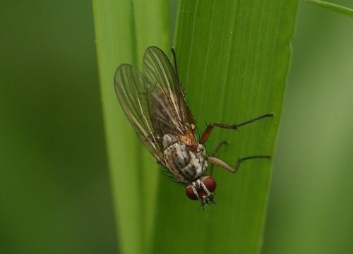 Hylemya nigrimana