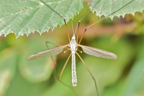 Tipula paludosa