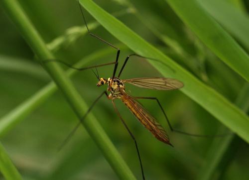 Nephrotoma flavescens