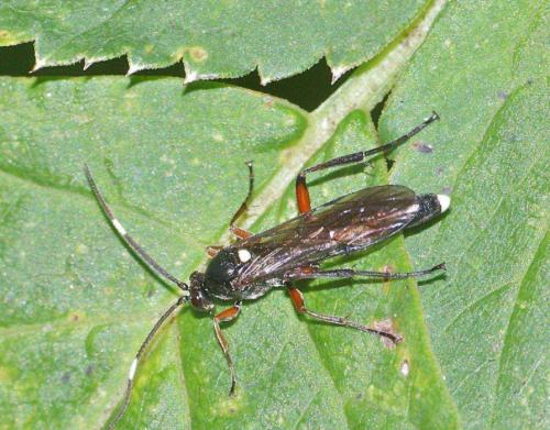 Vulgichneumon saturatorius
