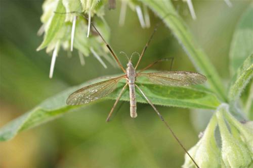 Tipula sp.