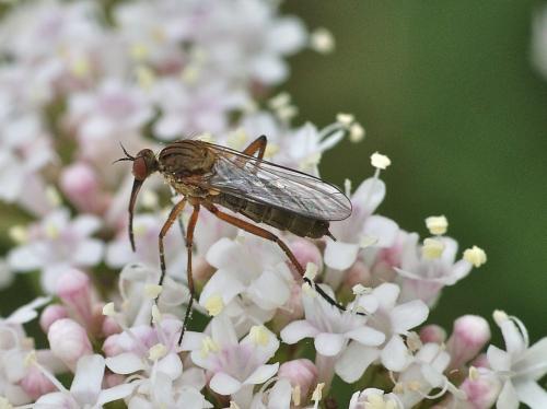 Empis livida