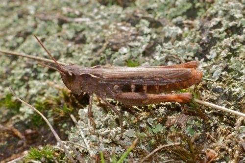 Réf. 112 409 : Chorthippus sp.