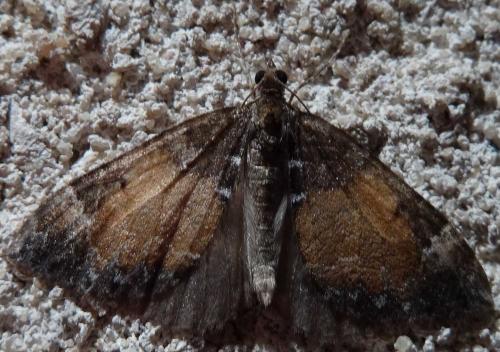 Réf. 112 804 : Dysstroma truncata