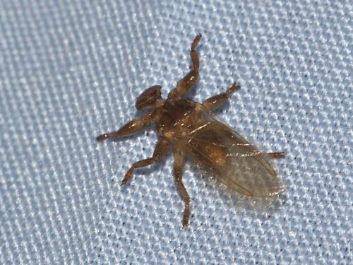 Lipoptena cervi