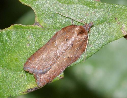 Réf. 112 178 : Acleris schalleriana
