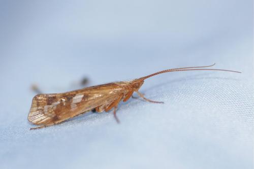 Réf. 112 220 : Limnephilus lunatus