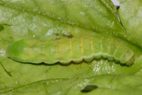 Phlogophora meticulosa