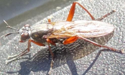Sepedon sphegea