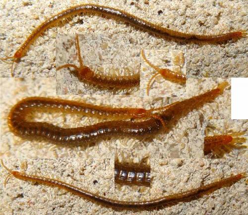 Réf. 112 398 : Geophilus sp.