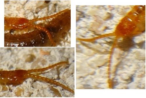 Geophilus sp.