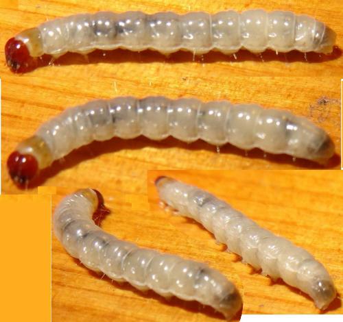 Réf. 112 406 : Hofmannophila pseudospretella