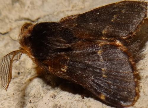 Poecilocampa populi