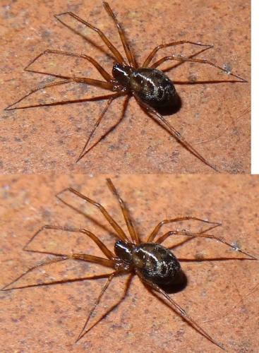 Réf. 112 529 : Lepthyphantes leprosus