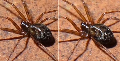 Réf. 112 606 : Lepthyphantes sp.