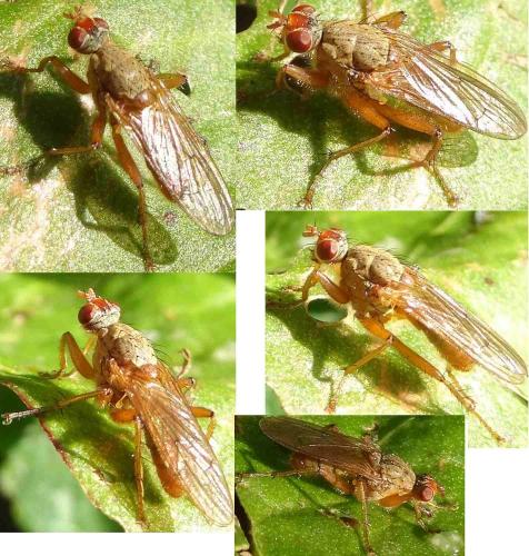 Scathophaga sp.