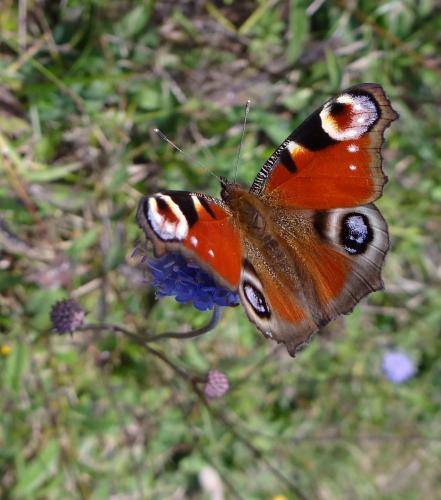 Réf. 112 260 : Aglais io