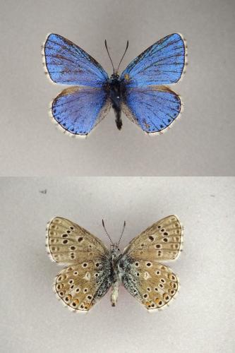 Polyommatus bellargus
