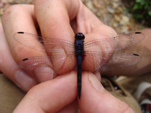 Trithemis festiva