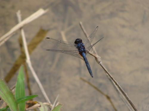 Trithemis festiva