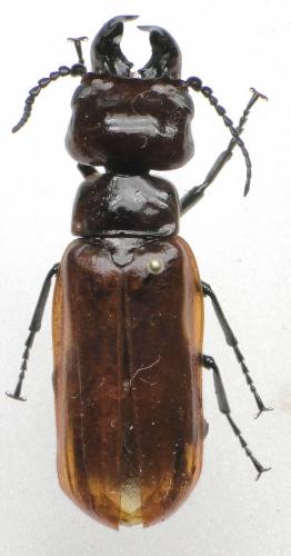 Synhoria senegalensis