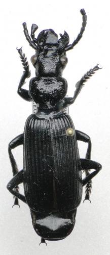 Réf. 112 019 : Meladroma umbraculata