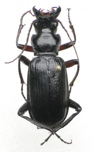 Sphodroschema sp.