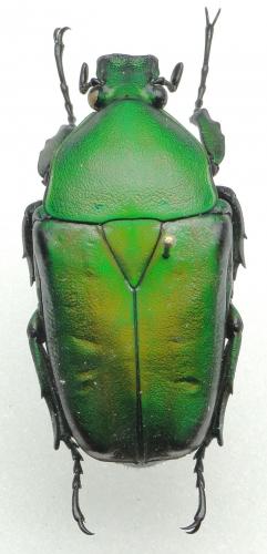Dicronorhina micans