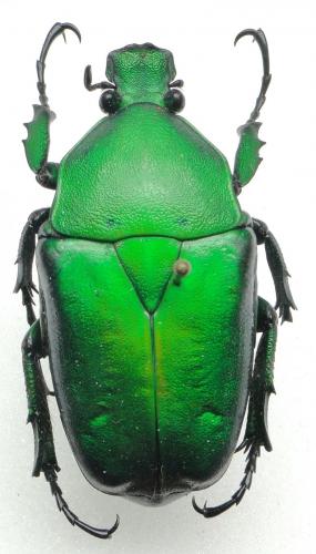 Dicronorhina micans