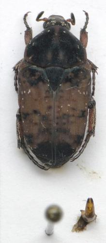 Anelaphinis deplanata