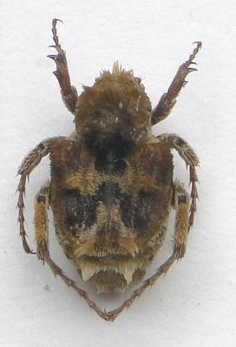 Comythovalgus aemulus