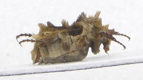 Réf. 112 225 : Comythovalgus aemulus