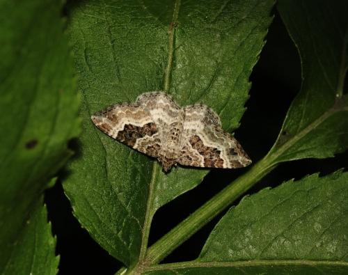 Epirrhoe alternata