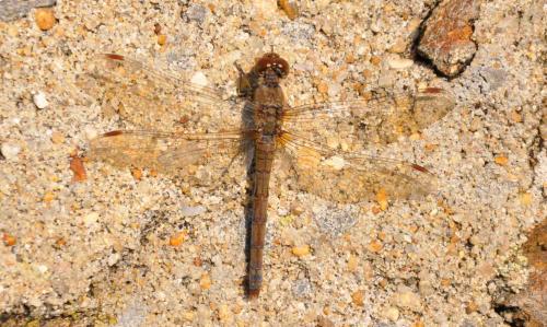 Sympetrum striolatum