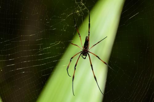 Trichonephila inaurata