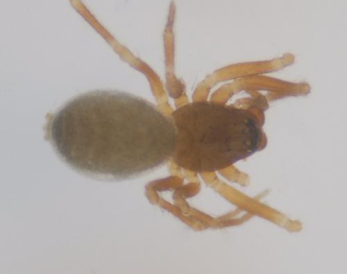 Réf. 112 013 : Micrargus subaequalis