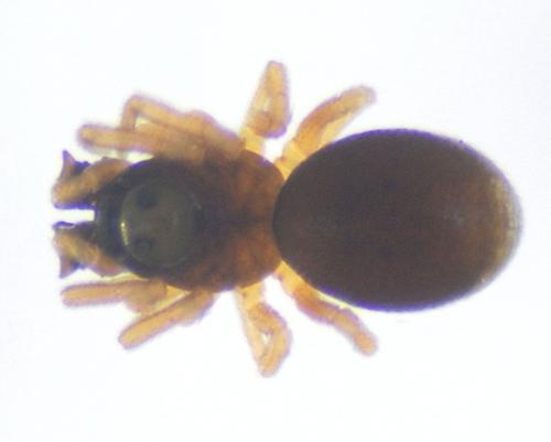 Parapelecopsis nemoralioides