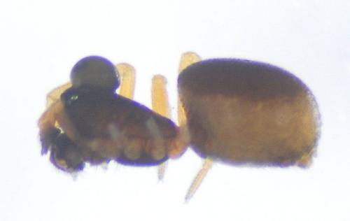 Réf. 112 177 : Parapelecopsis nemoralioides