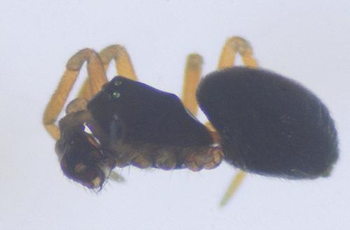 Réf. 112 413 : Mecopisthes peusi
