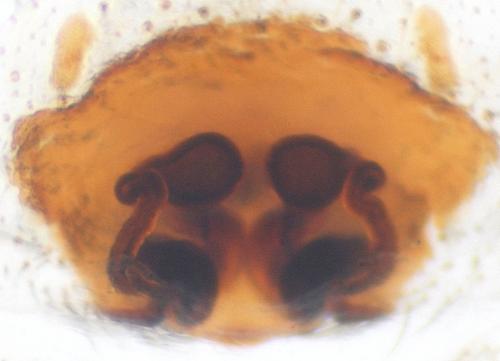 Alopecosa barbipes