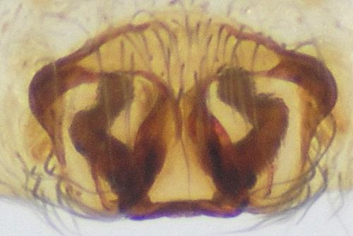 Pardosa sp.